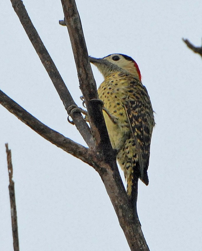 Green-barred Woodpecker - ML44521941