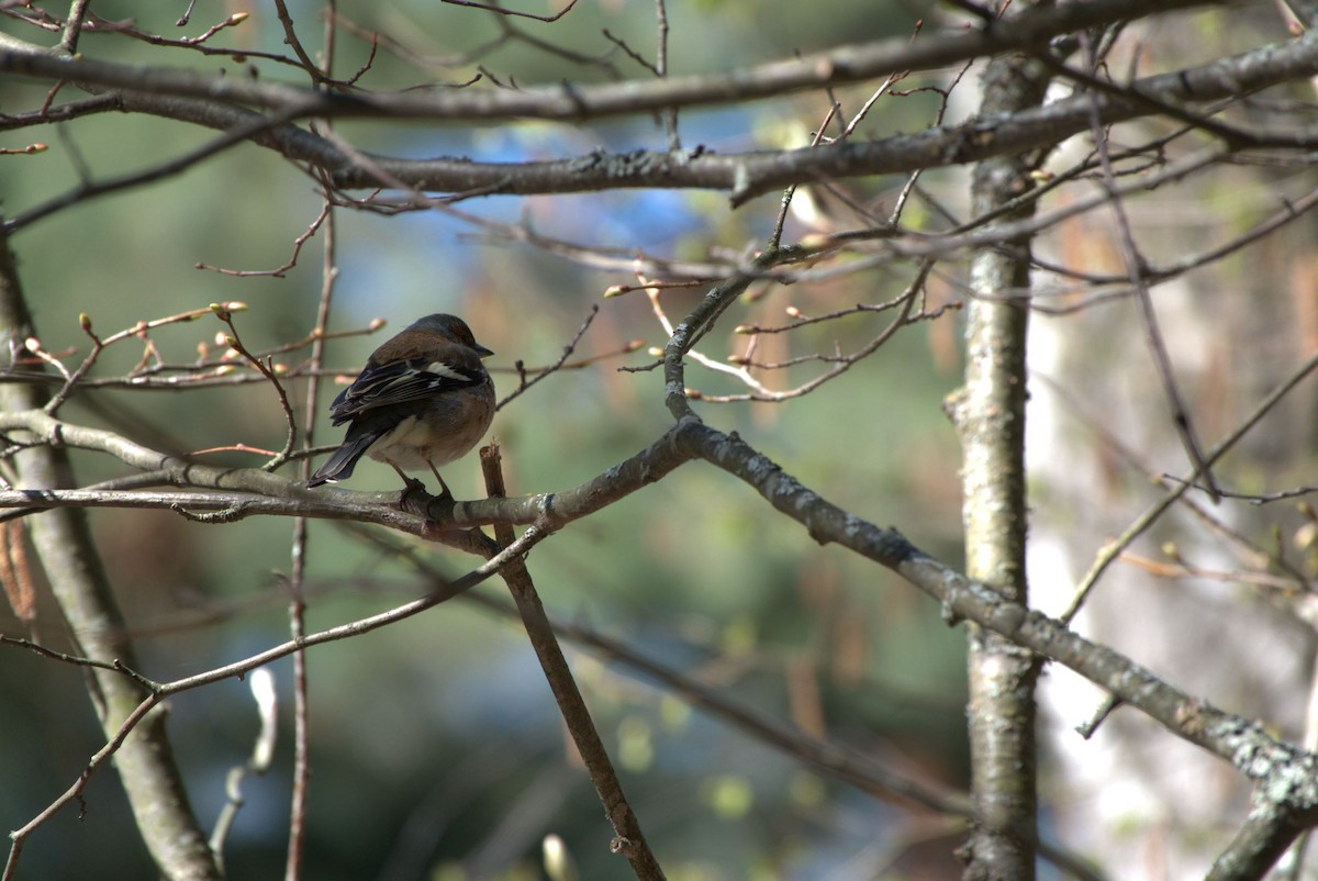 Common Chaffinch - Anna Gorshkova