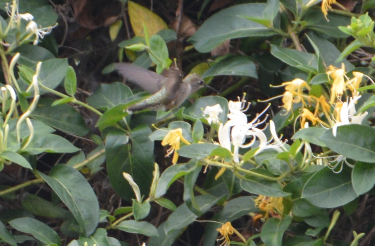 Ruby-throated/Black-chinned Hummingbird - ML445219871