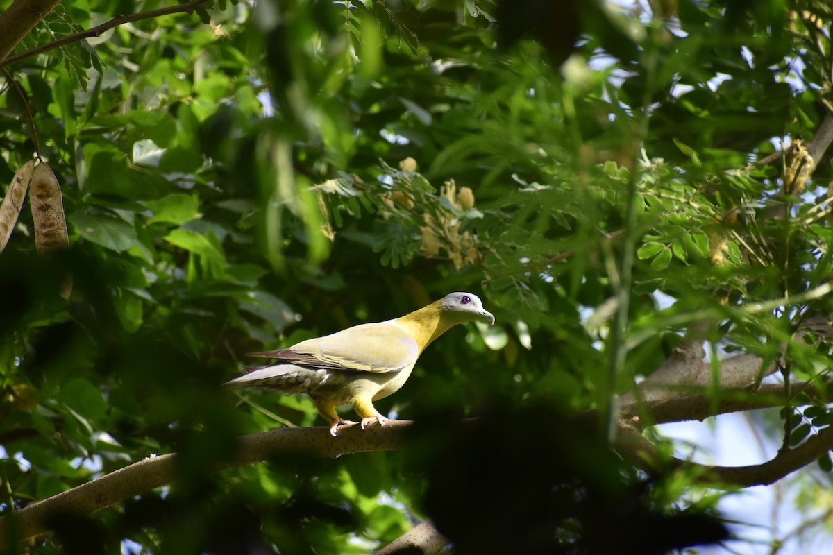 Yellow-footed Green-Pigeon - Diksha Mishra