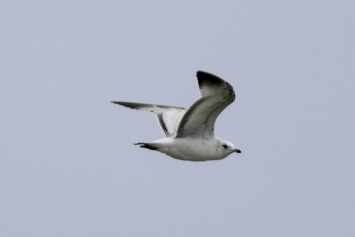 Ring-billed Gull - ML445221211