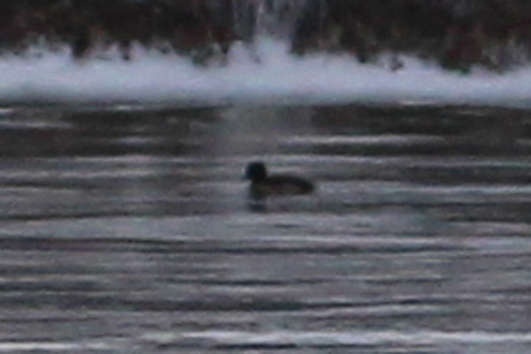 Tufted Duck - ML44522141