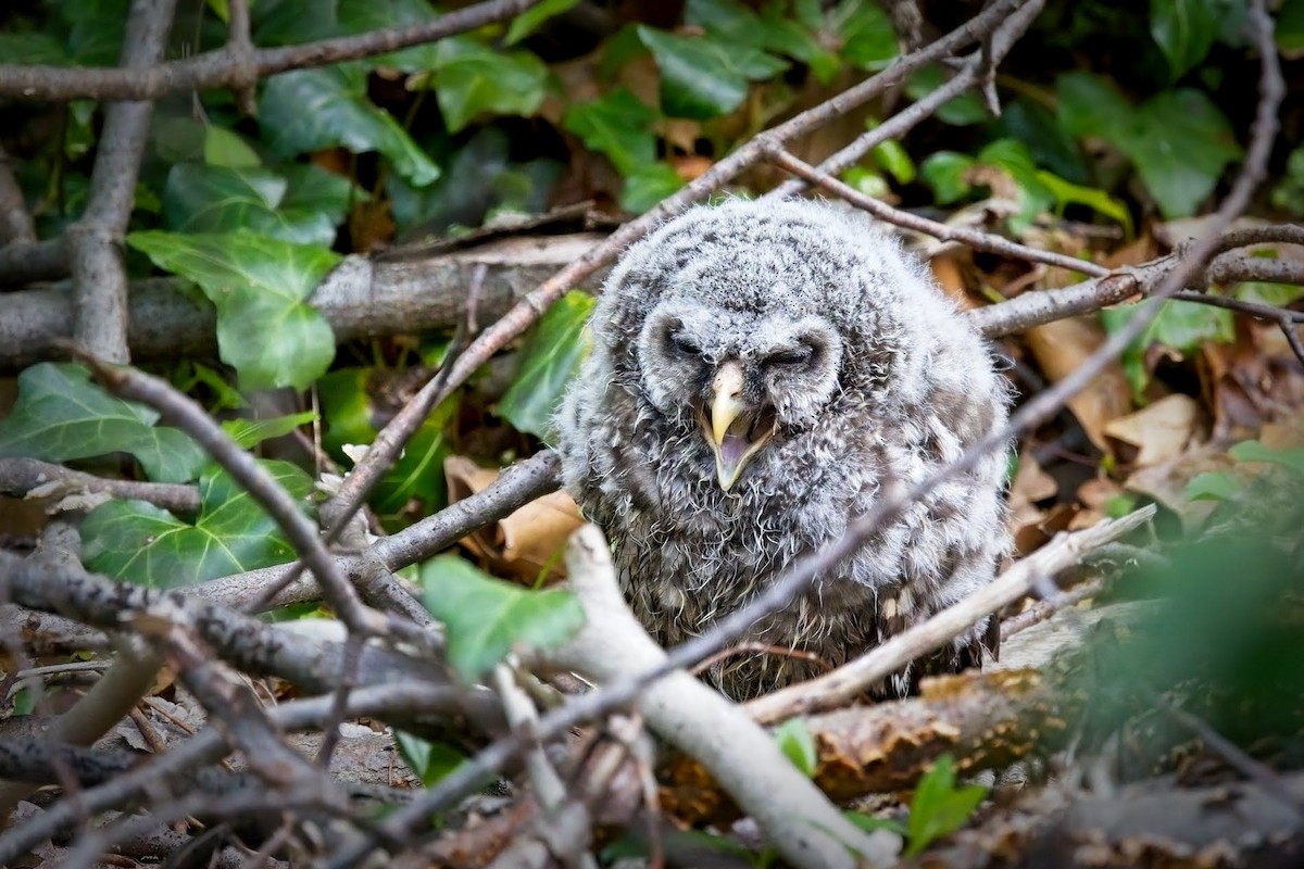 Barred Owl - ML445221461