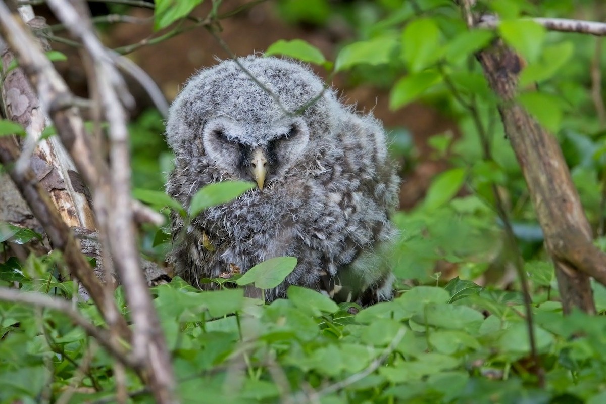 Barred Owl - ML445221531