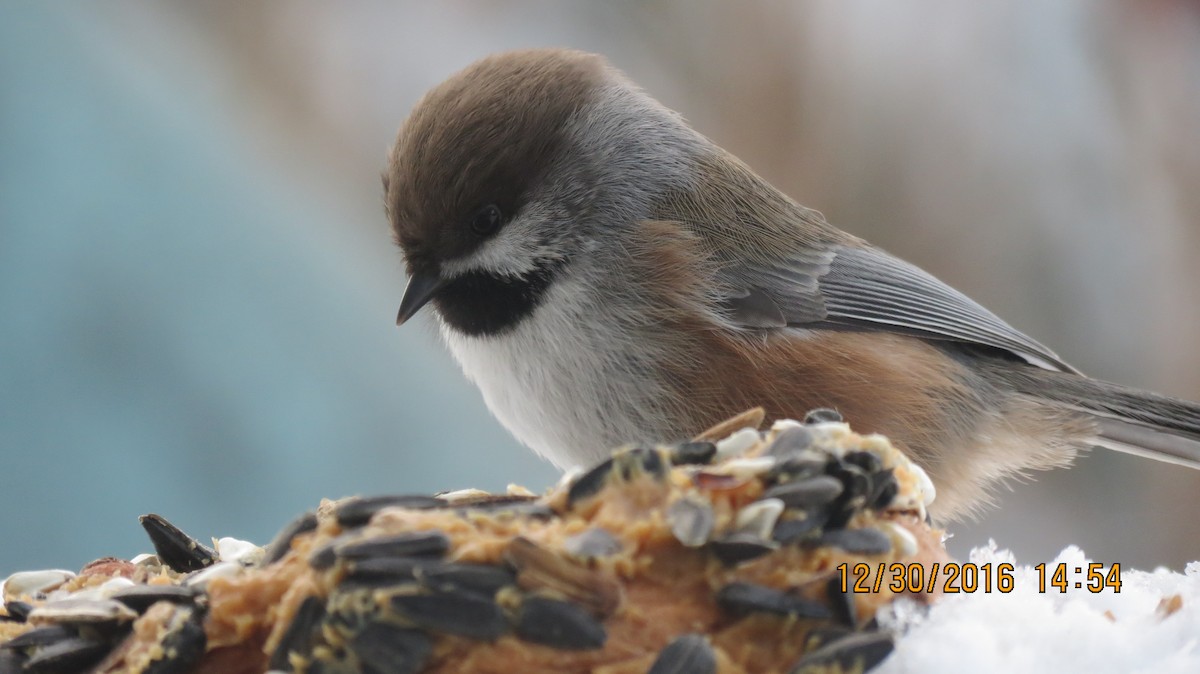 Mésange à tête brune - ML44522161