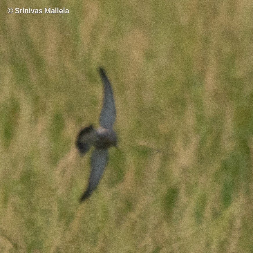 Ashy Woodswallow - ML445222021