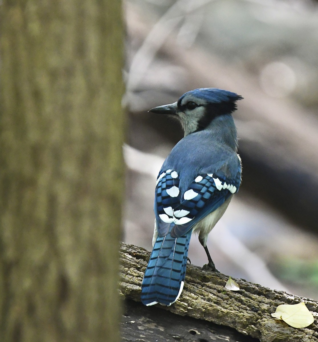 Blue Jay - ML445223391