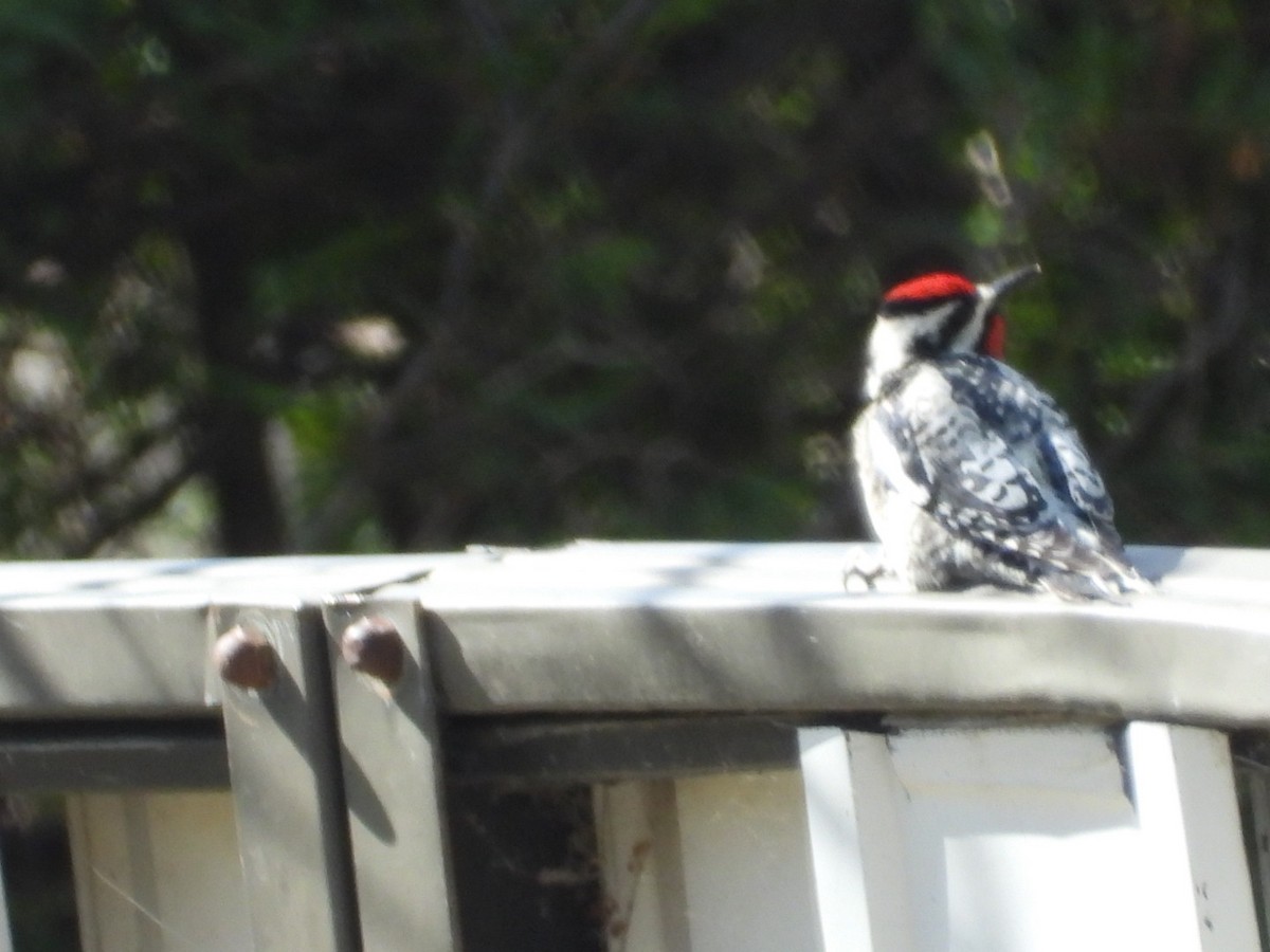 Yellow-bellied Sapsucker - ML445224111