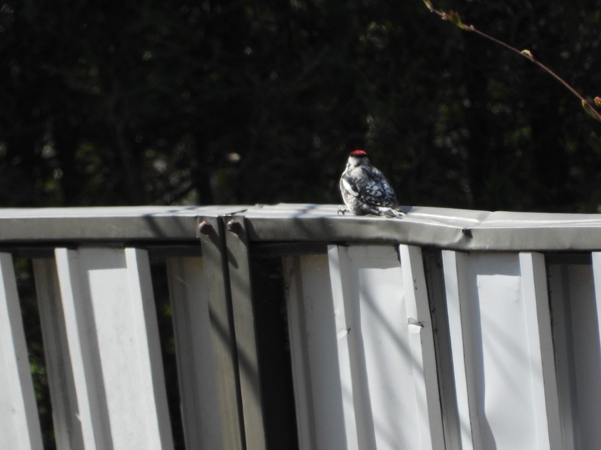Yellow-bellied Sapsucker - ML445224121