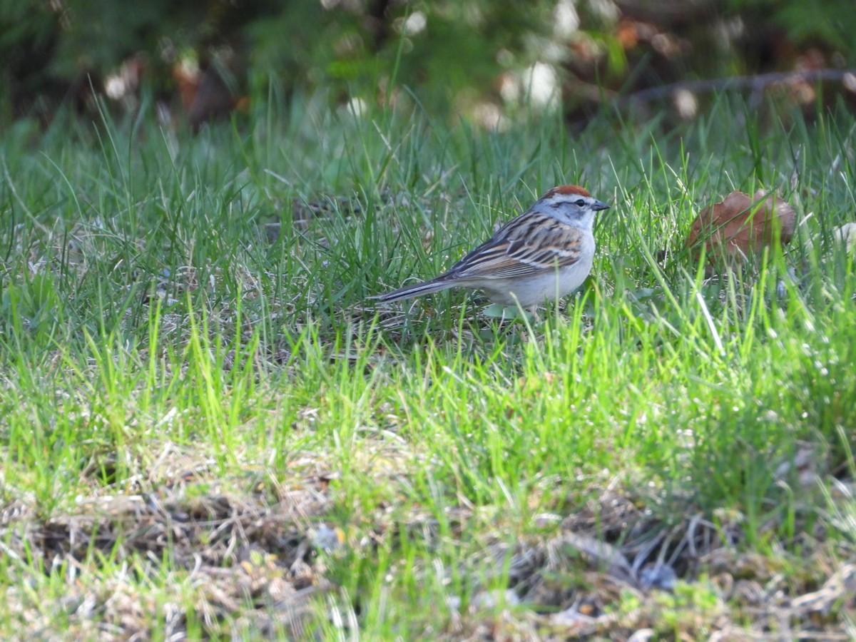 Chipping Sparrow - ML445224371