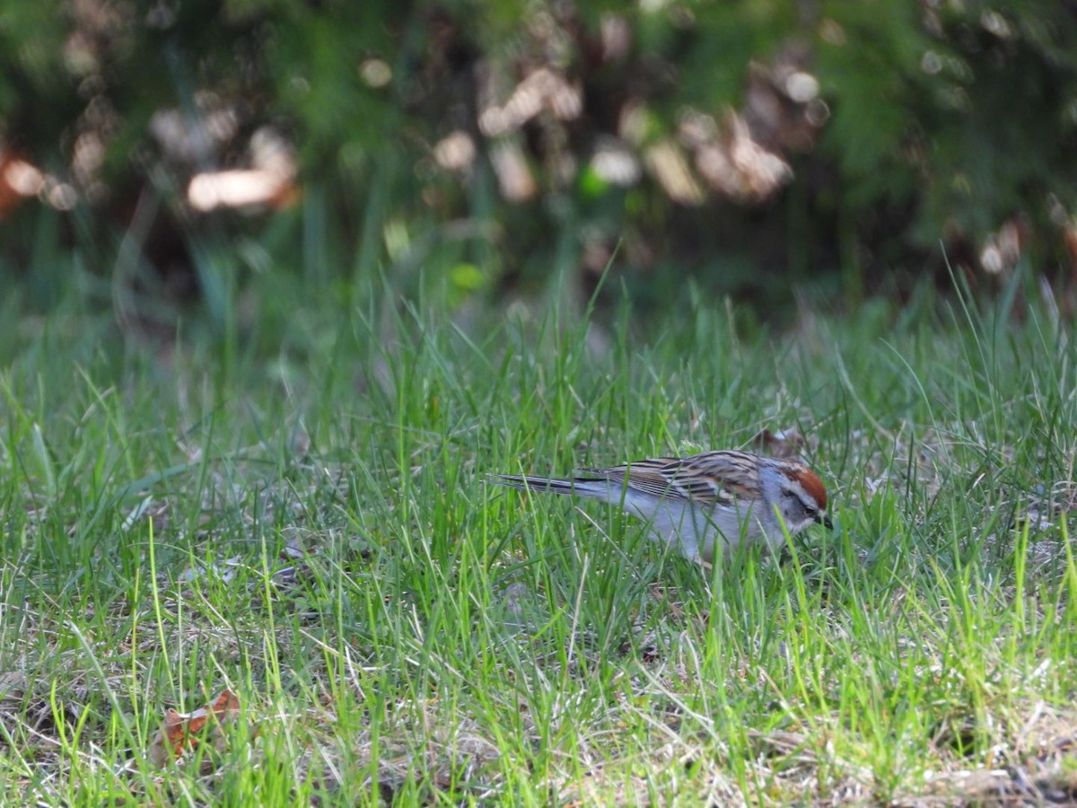 Chipping Sparrow - ML445224391