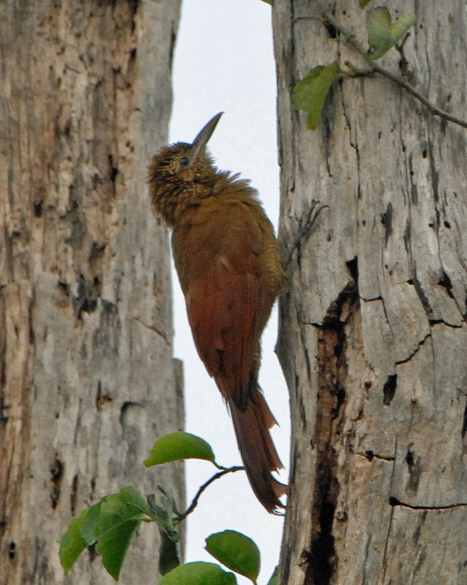 Amazonian Barred-Woodcreeper - ML44522451