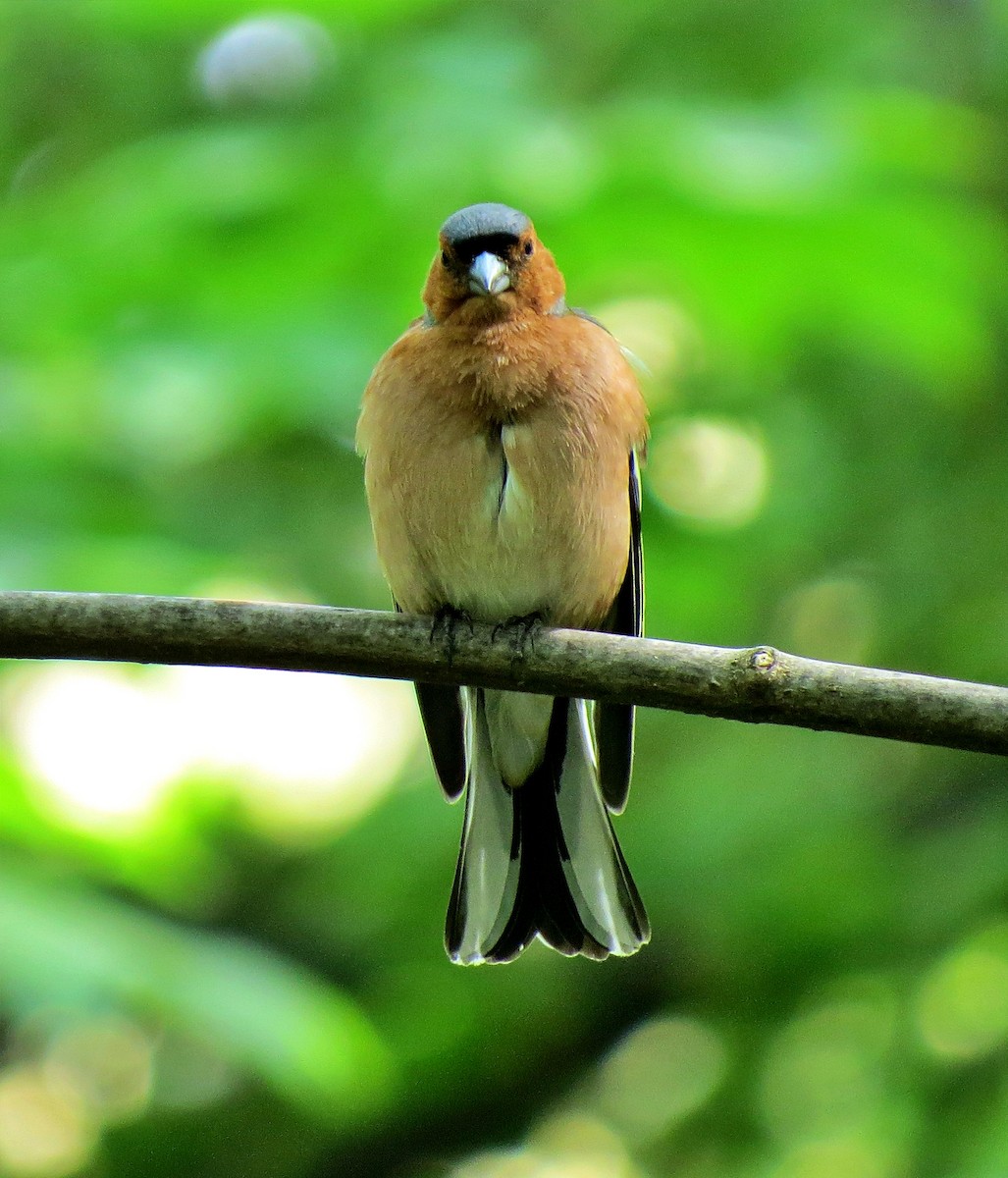 Common Chaffinch - ML445224681