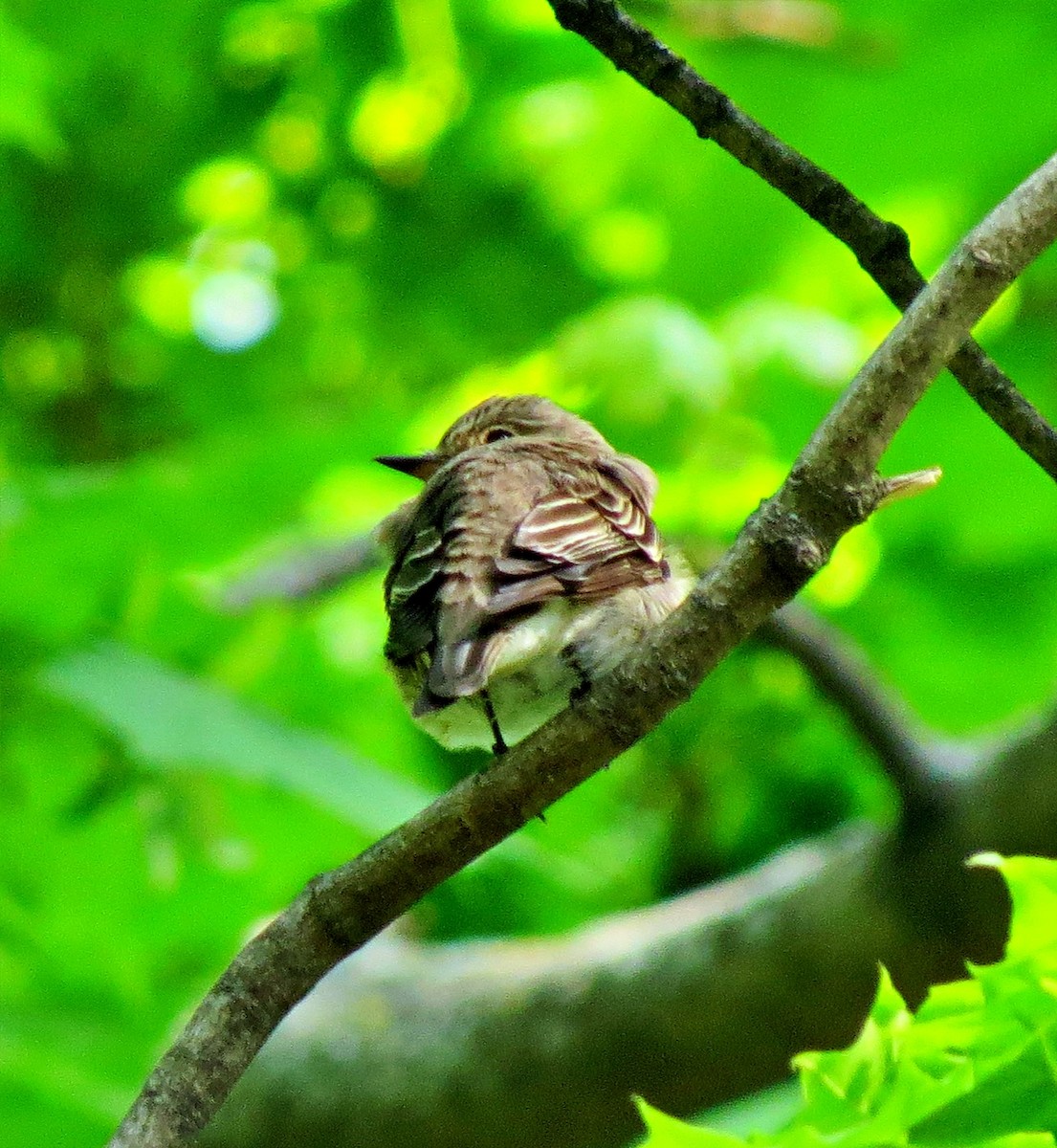 Spotted Flycatcher - Mikail Cengiz