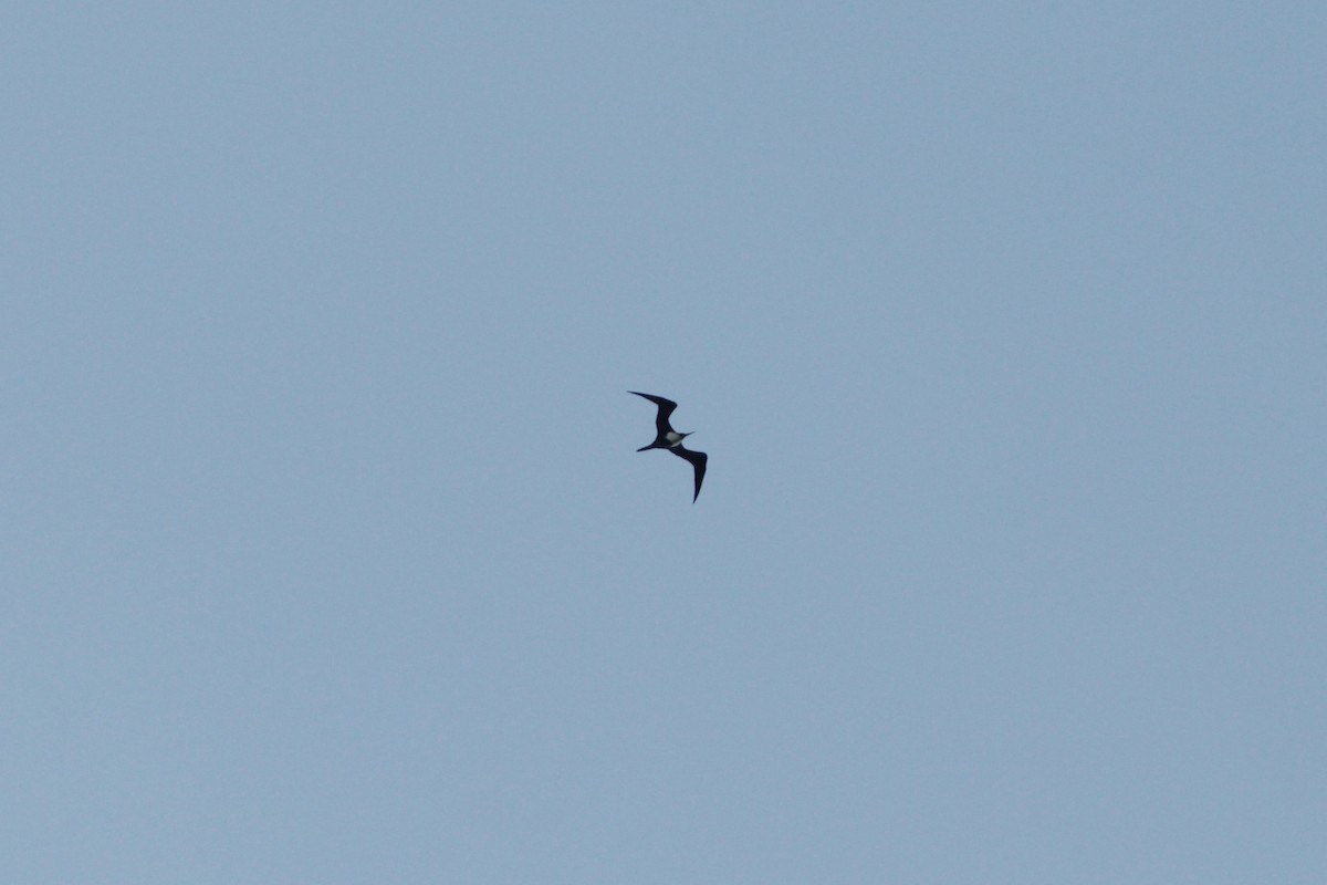 Great Frigatebird - ML445225171