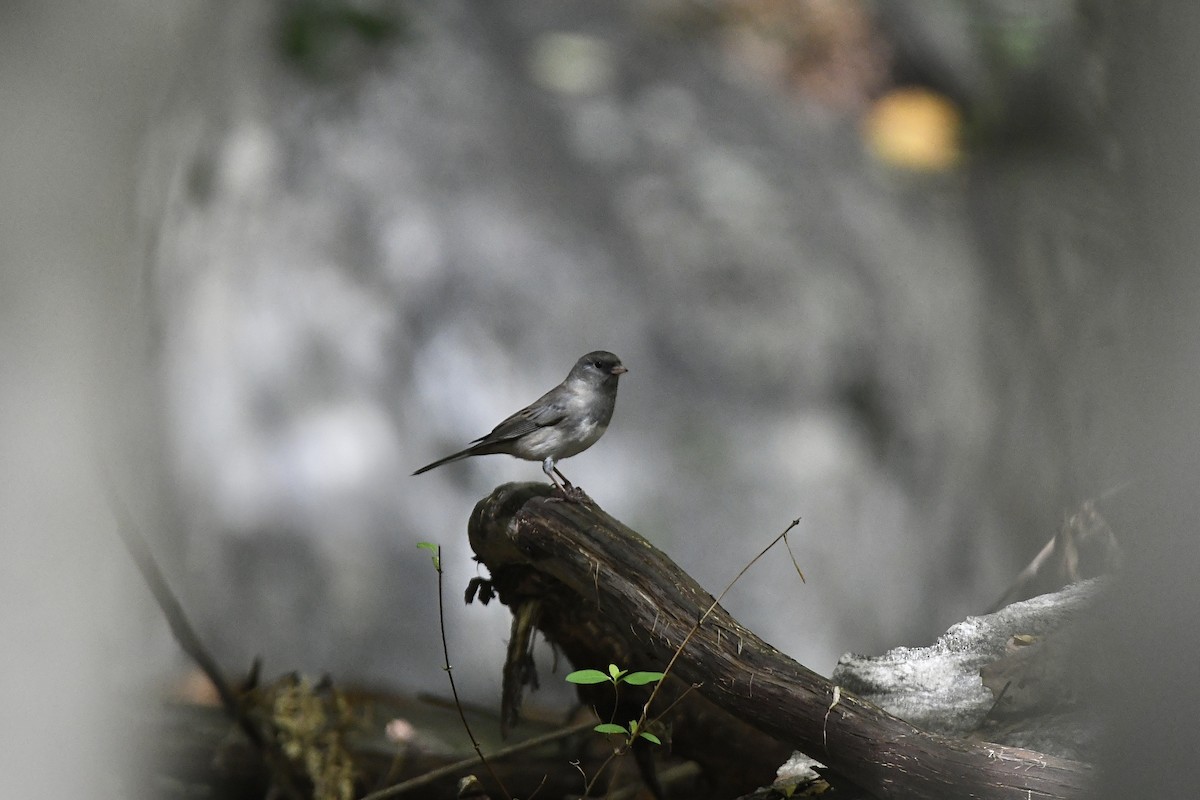 Dark-eyed Junco - ML445226341