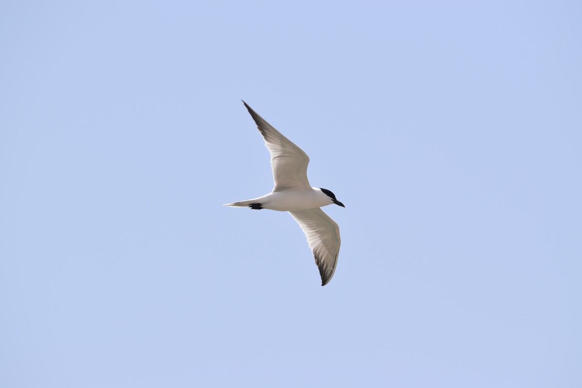 Sandwich Tern - ML445227311