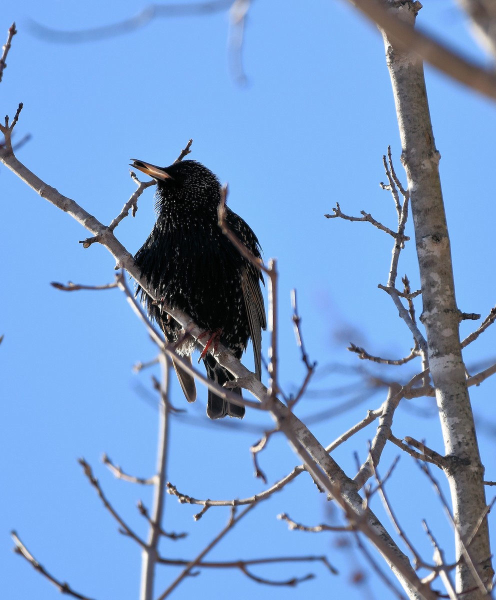 European Starling - Maurice Thibaudeau