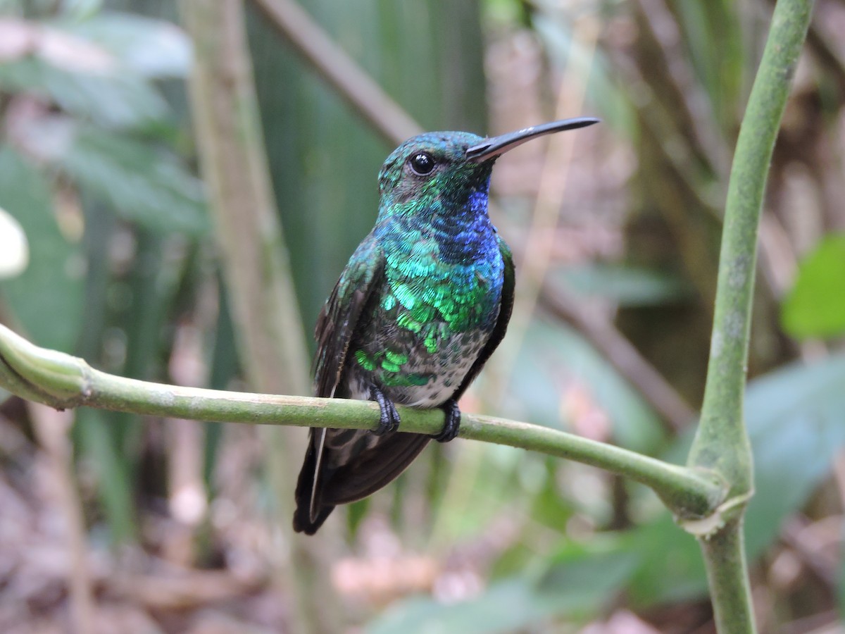 Sapphire-throated Hummingbird - ML445229611