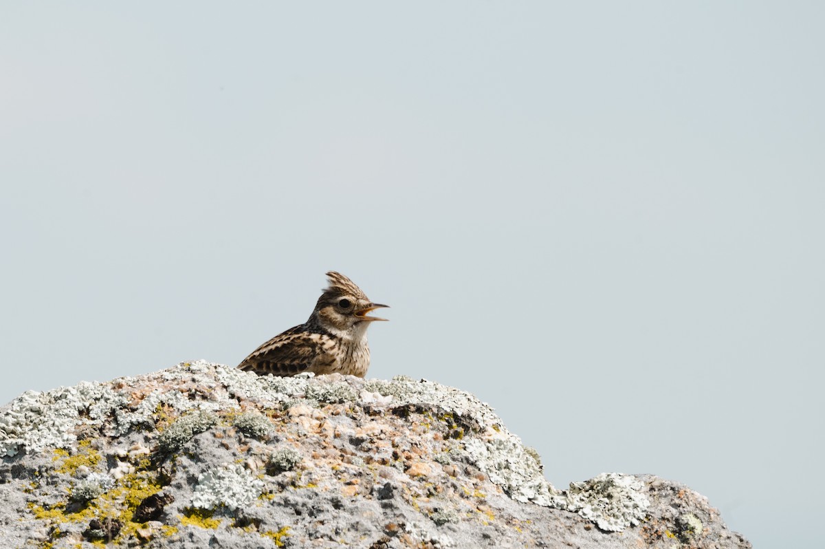 Eurasian Skylark - ML445232071