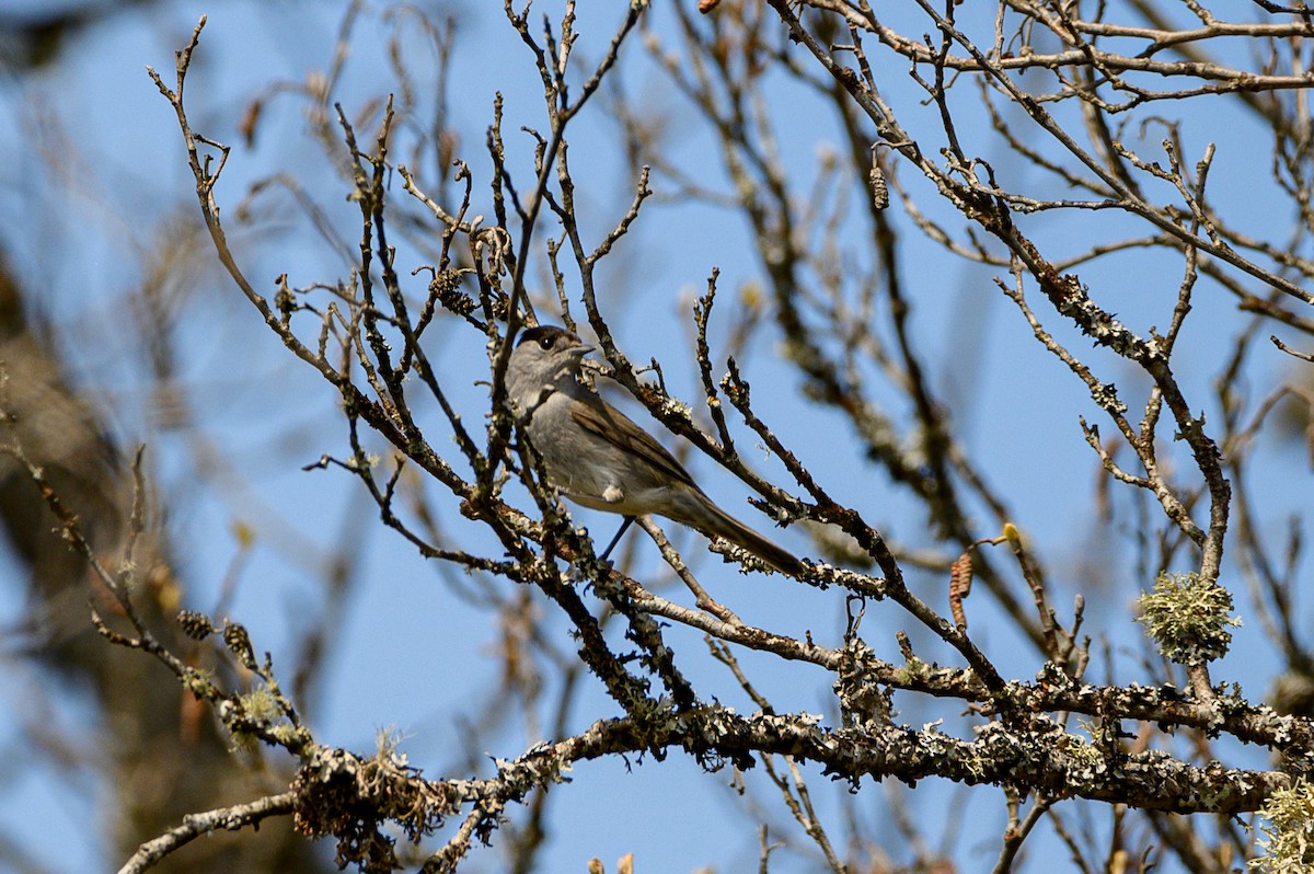 Eurasian Blackcap - ML445232171