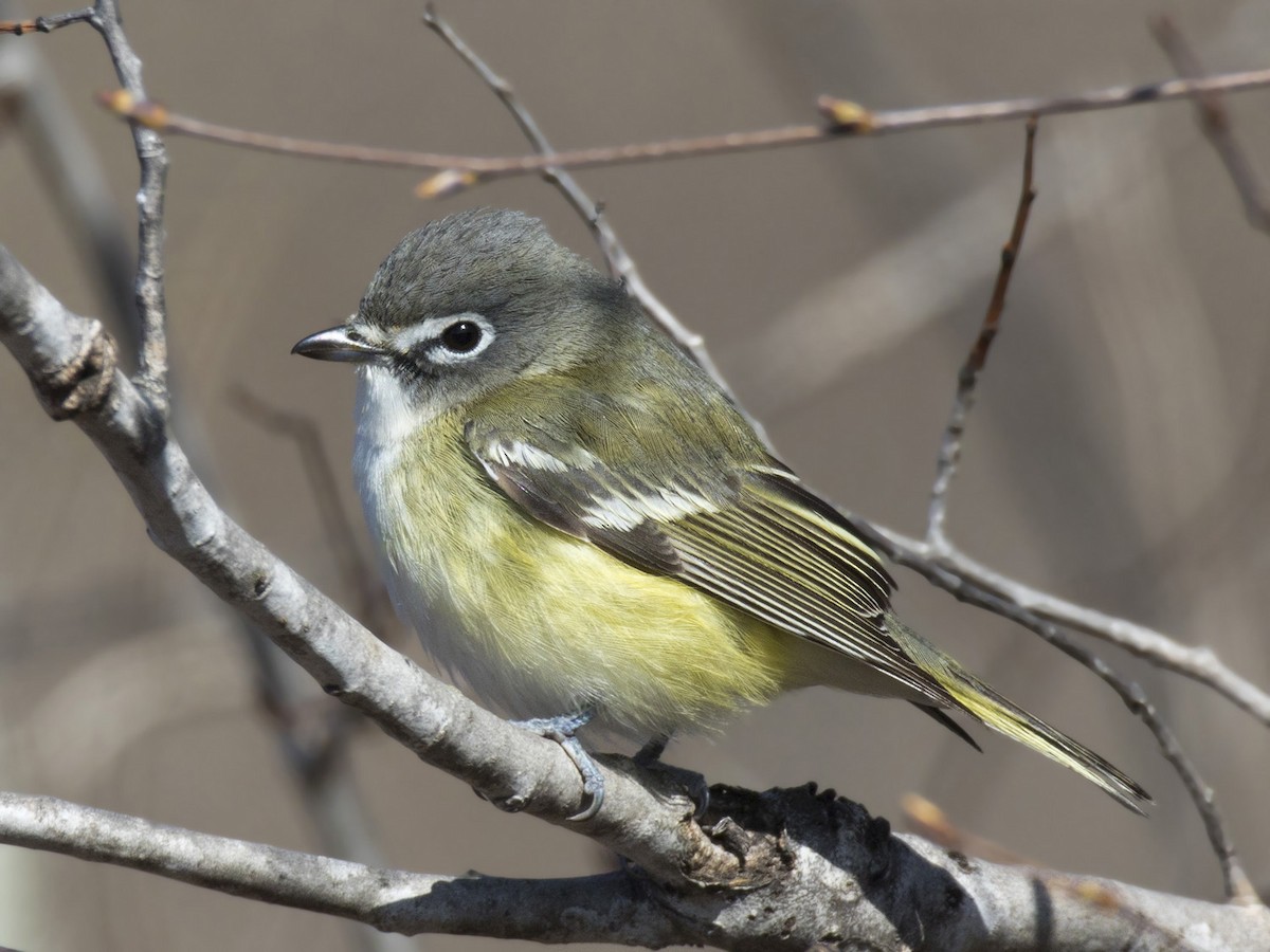 Blue-headed Vireo - ML445233121