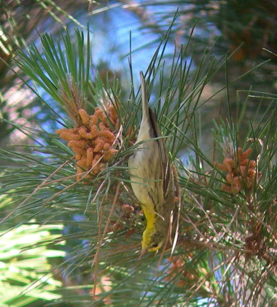 Grace's Warbler - Oscar Johnson