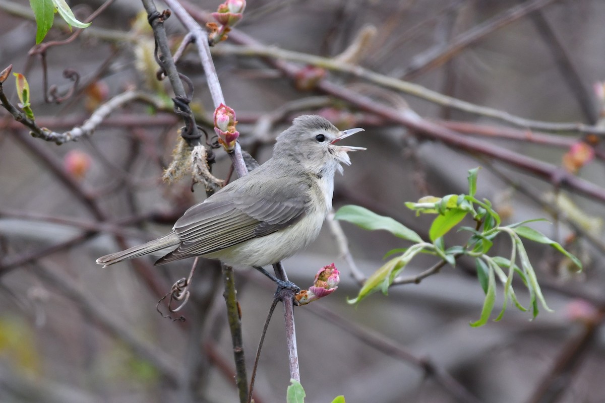 Warbling Vireo - ML445234771