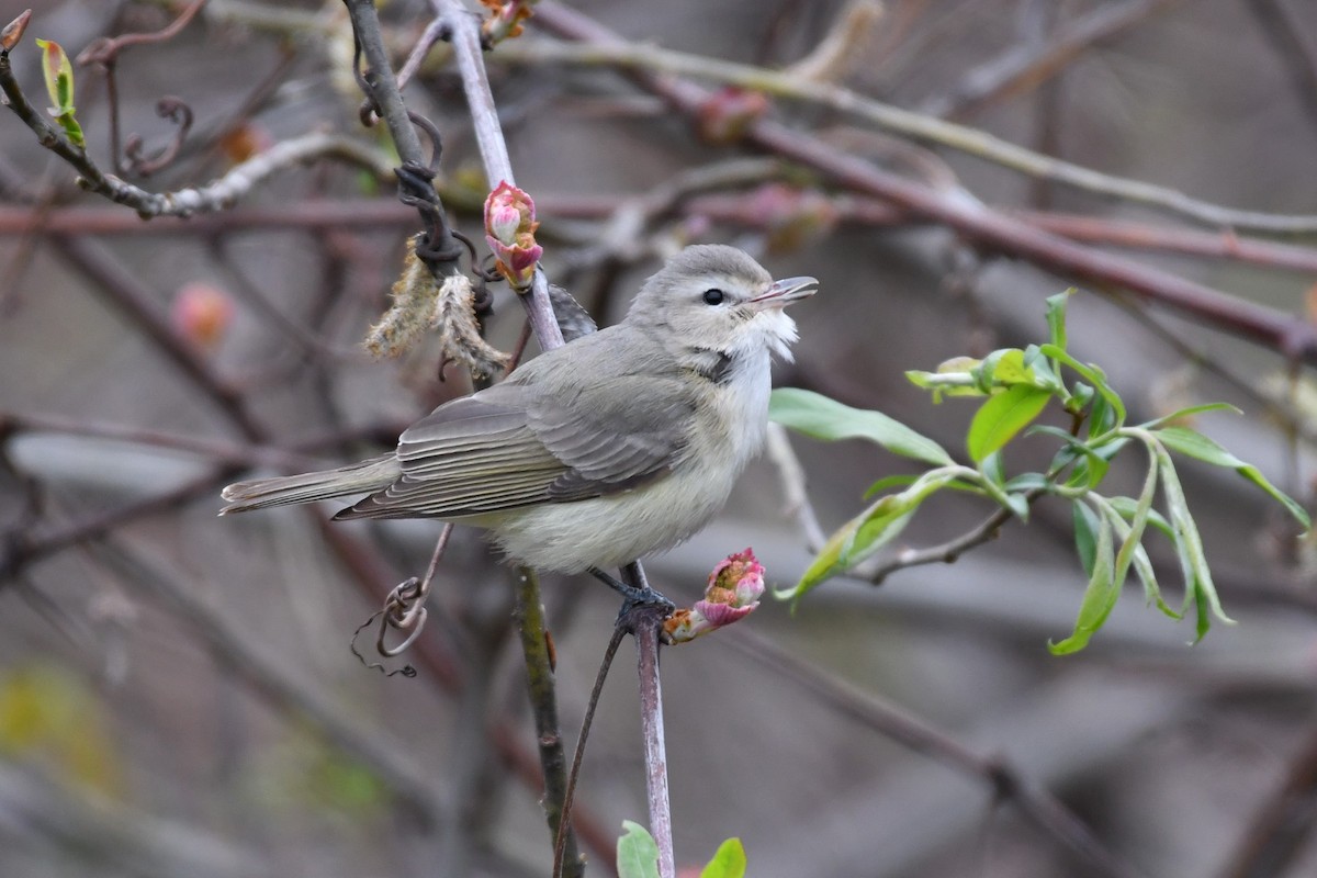 Warbling Vireo - ML445234801