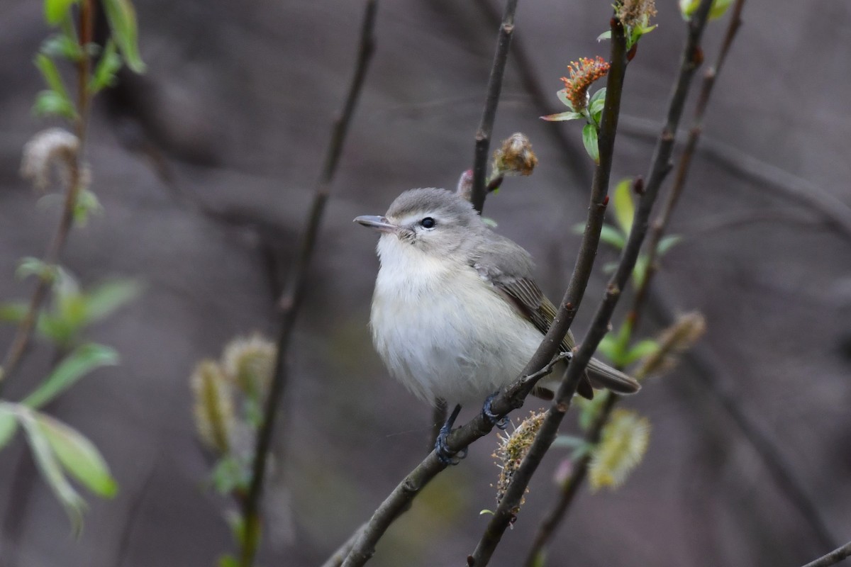 Warbling Vireo - ML445234841