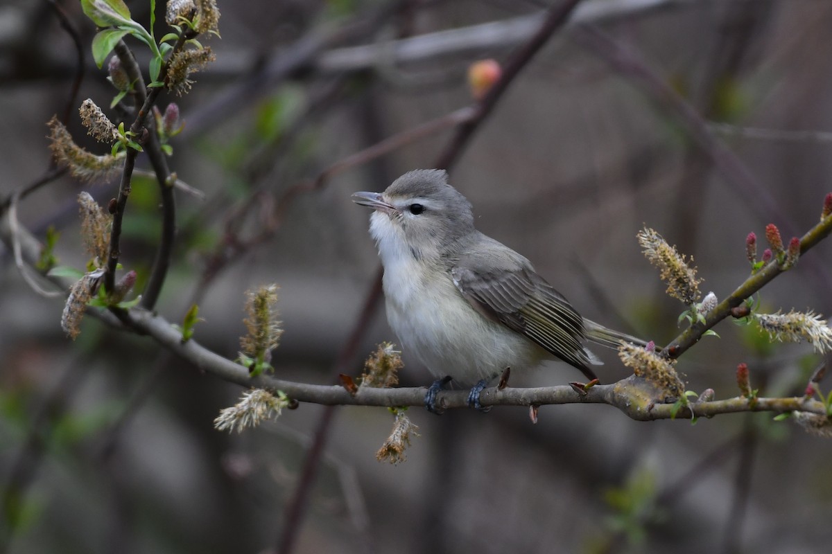 Warbling Vireo - ML445234861