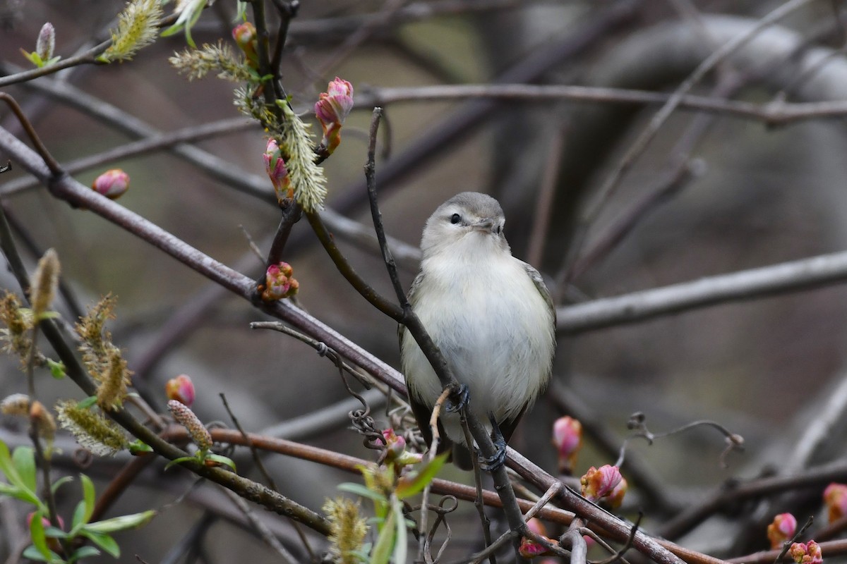 Warbling Vireo - ML445234881
