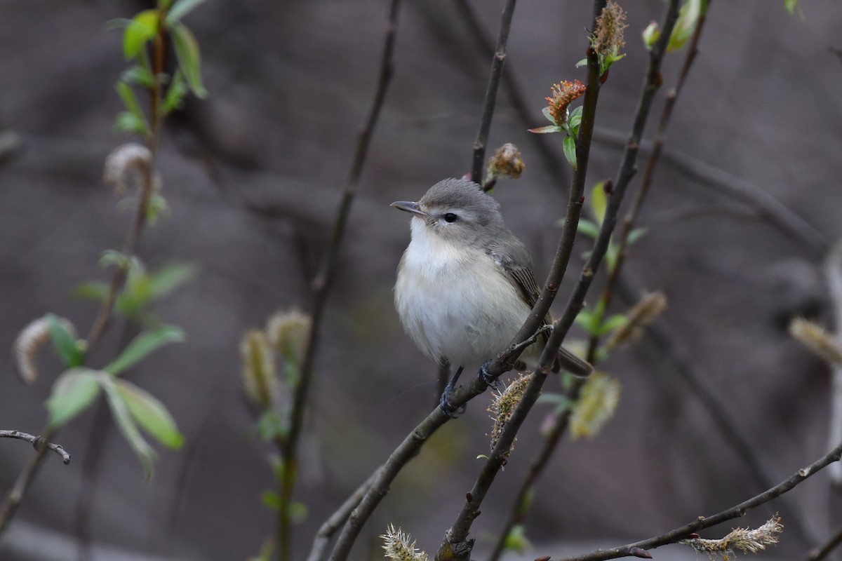 Warbling Vireo - ML445234901