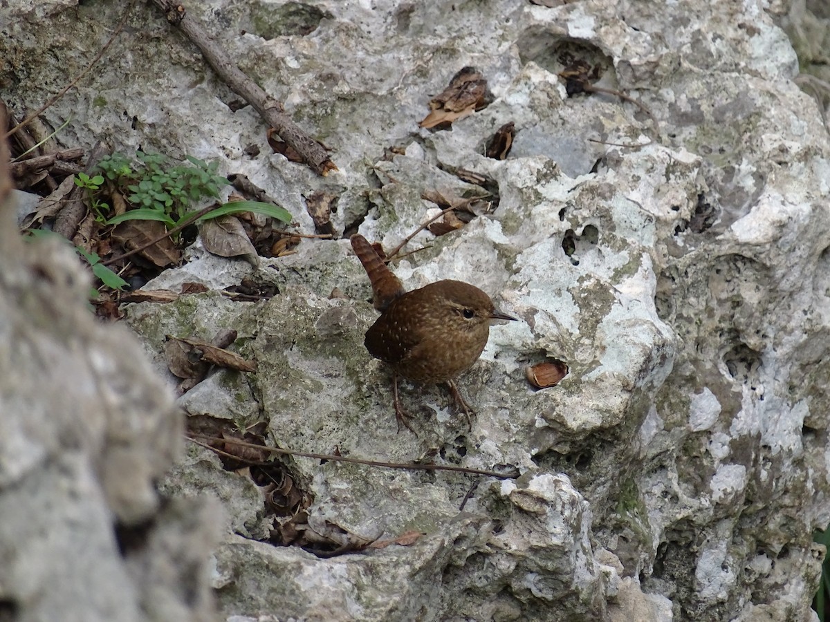 Winter Wren - Jane Tillman