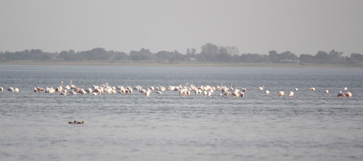 Flamant rose - ML445236411