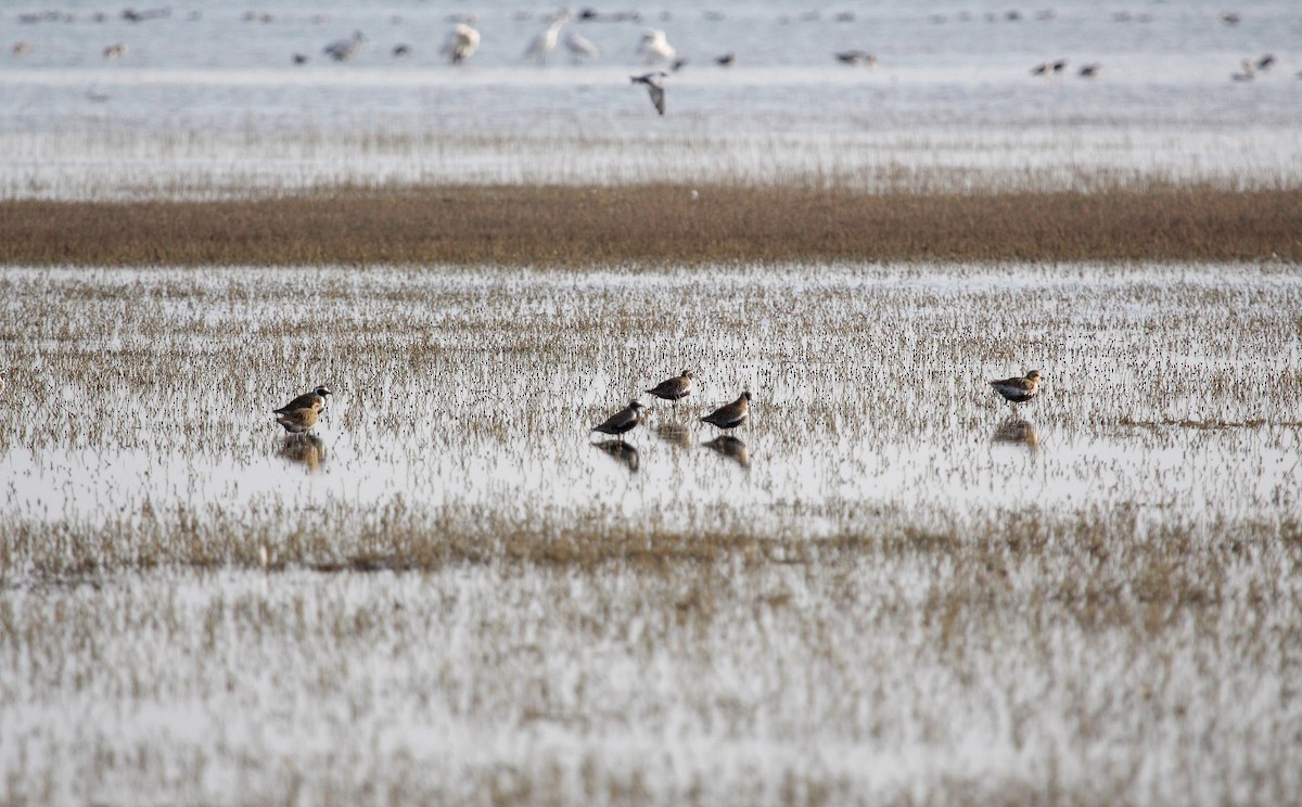 Pluvier fauve - ML445236621