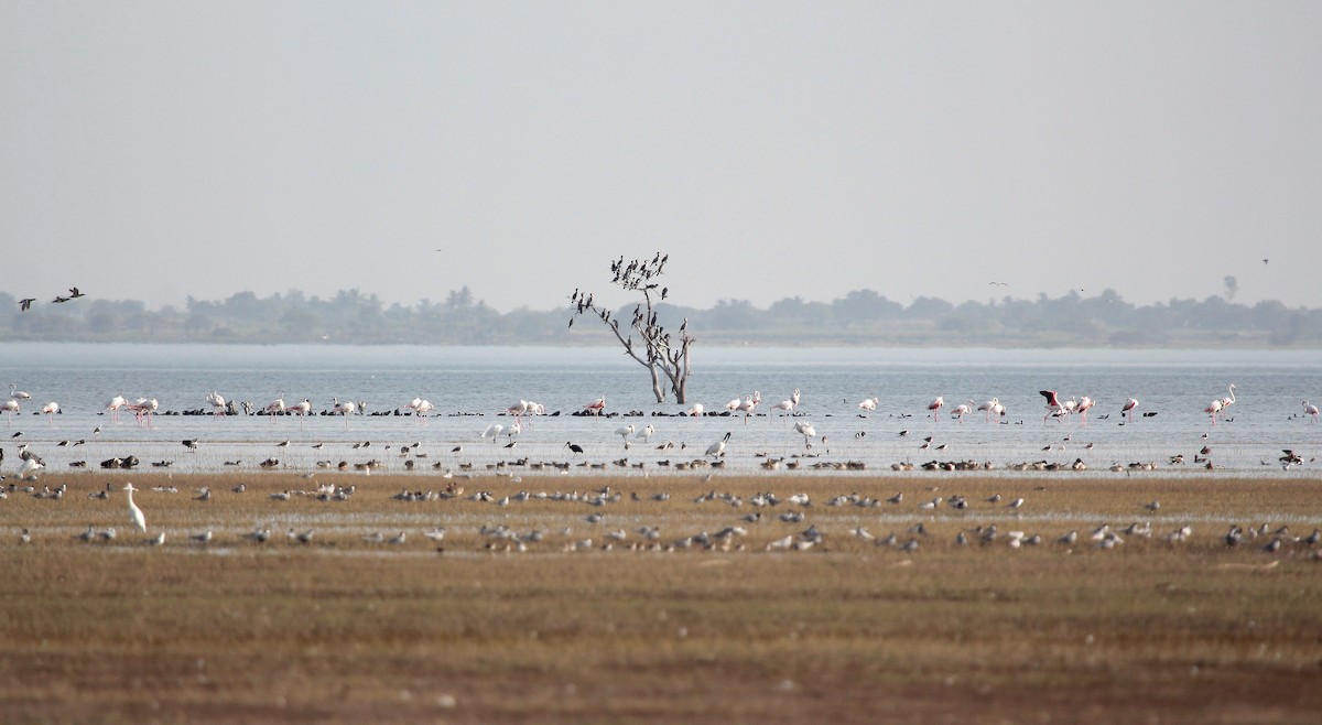 Cormoran de Vieillot - ML445236811