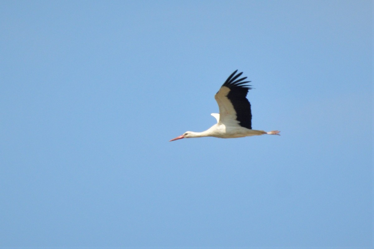 White Stork - ML445237001