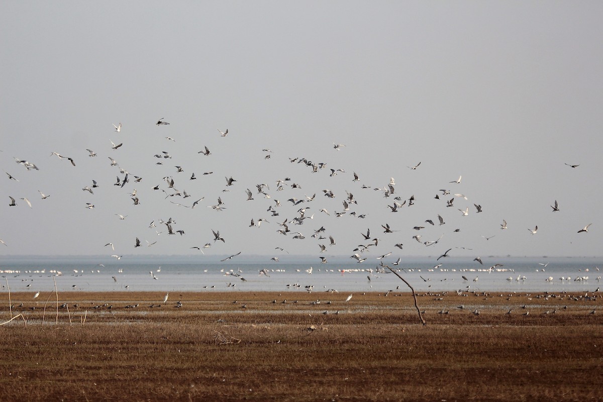 Guifette moustac - ML445237041