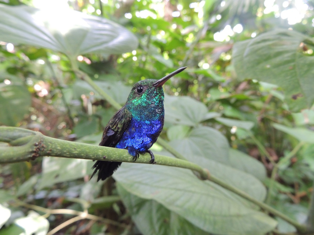 Violet-bellied Hummingbird - ML445238071