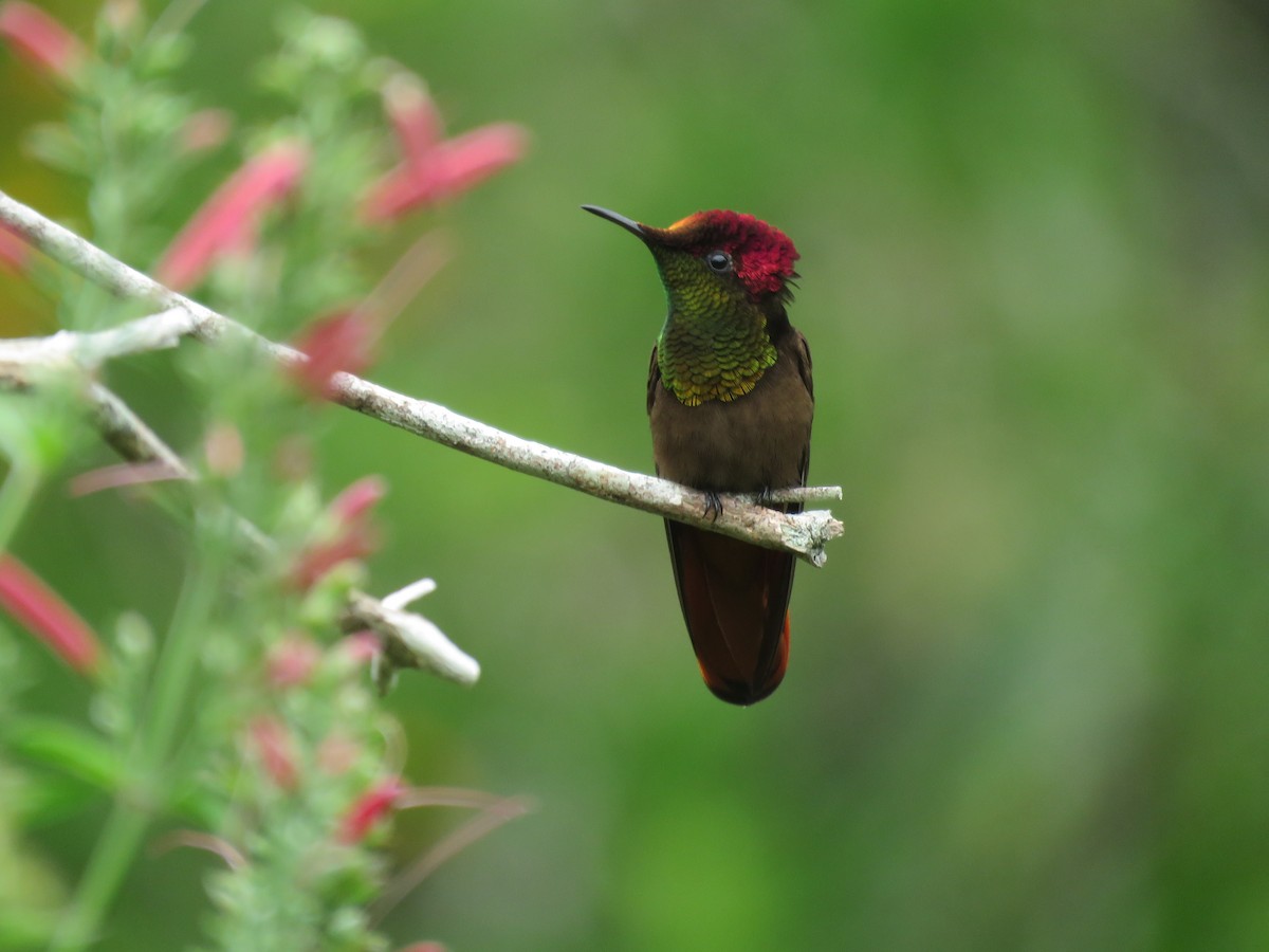 Ruby-topaz Hummingbird - Juan Zambrano