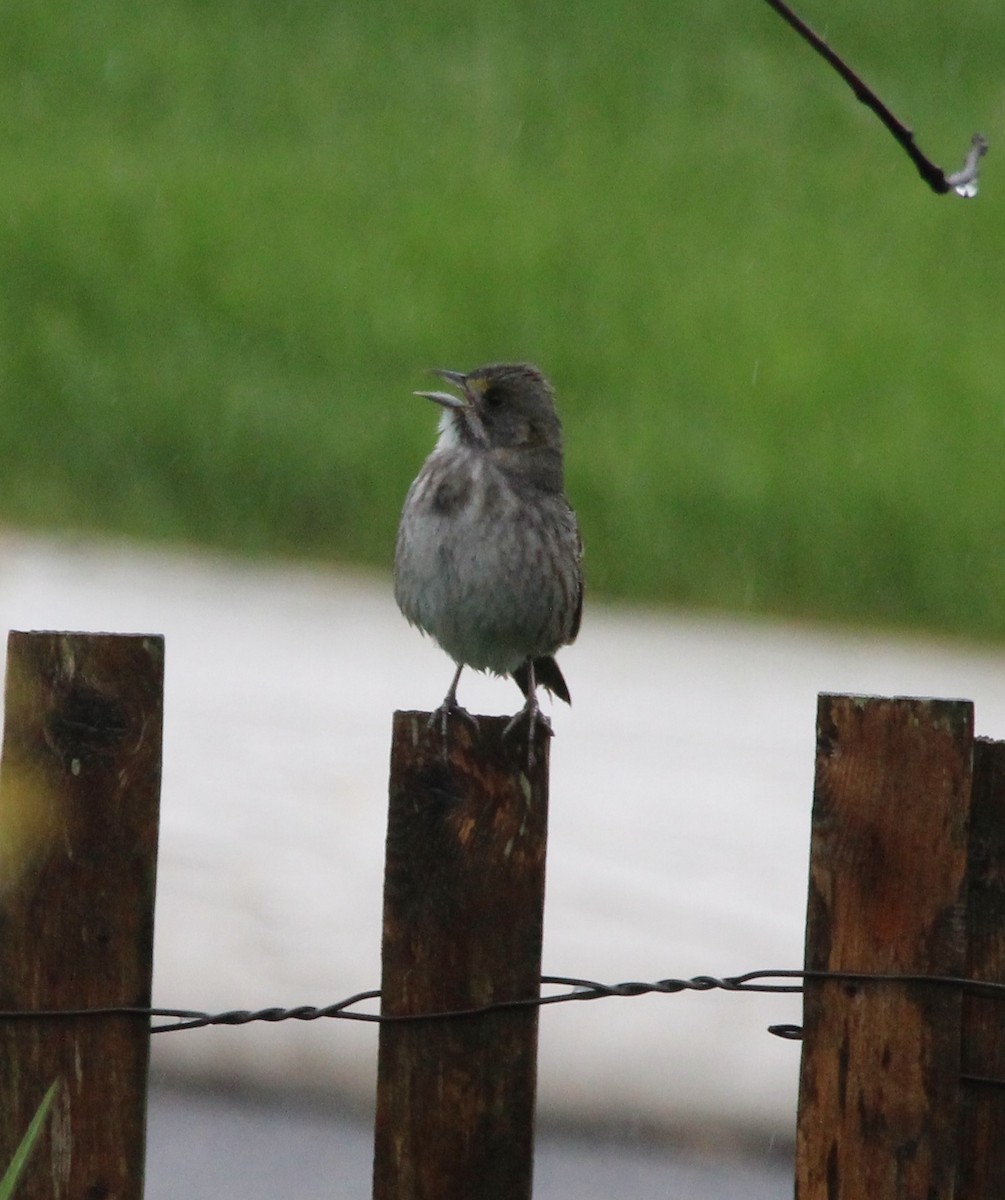 Seaside Sparrow - ML445240291