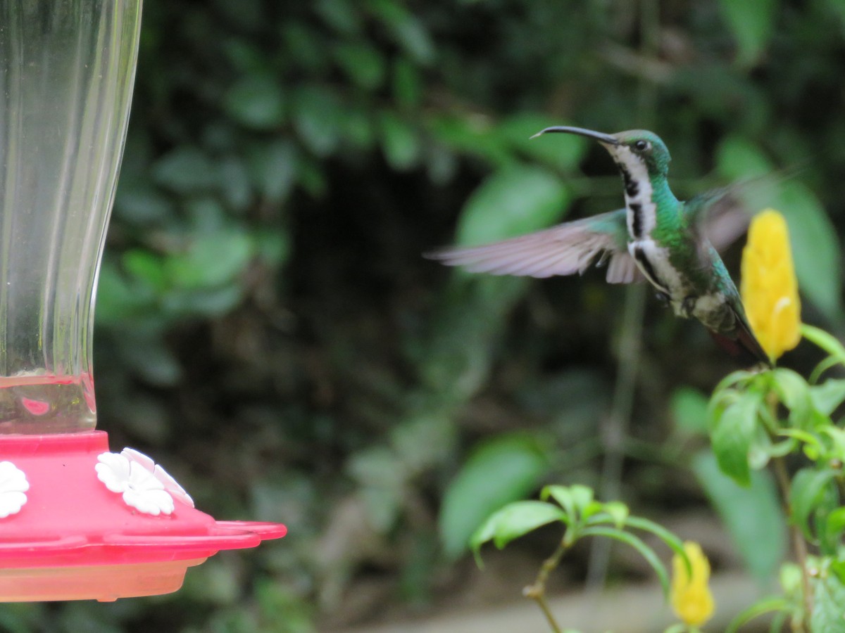 Green-breasted Mango - Juan Zambrano