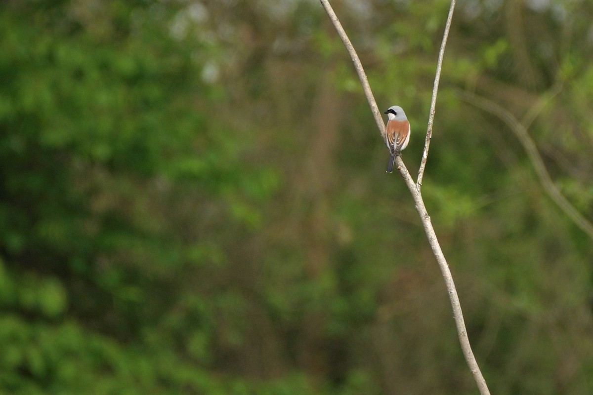 Red-backed Shrike - ML445240671