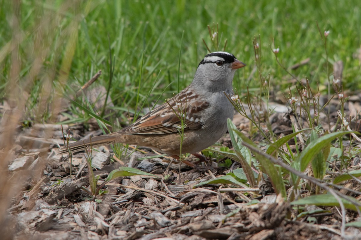 White-crowned Sparrow - ML445241241