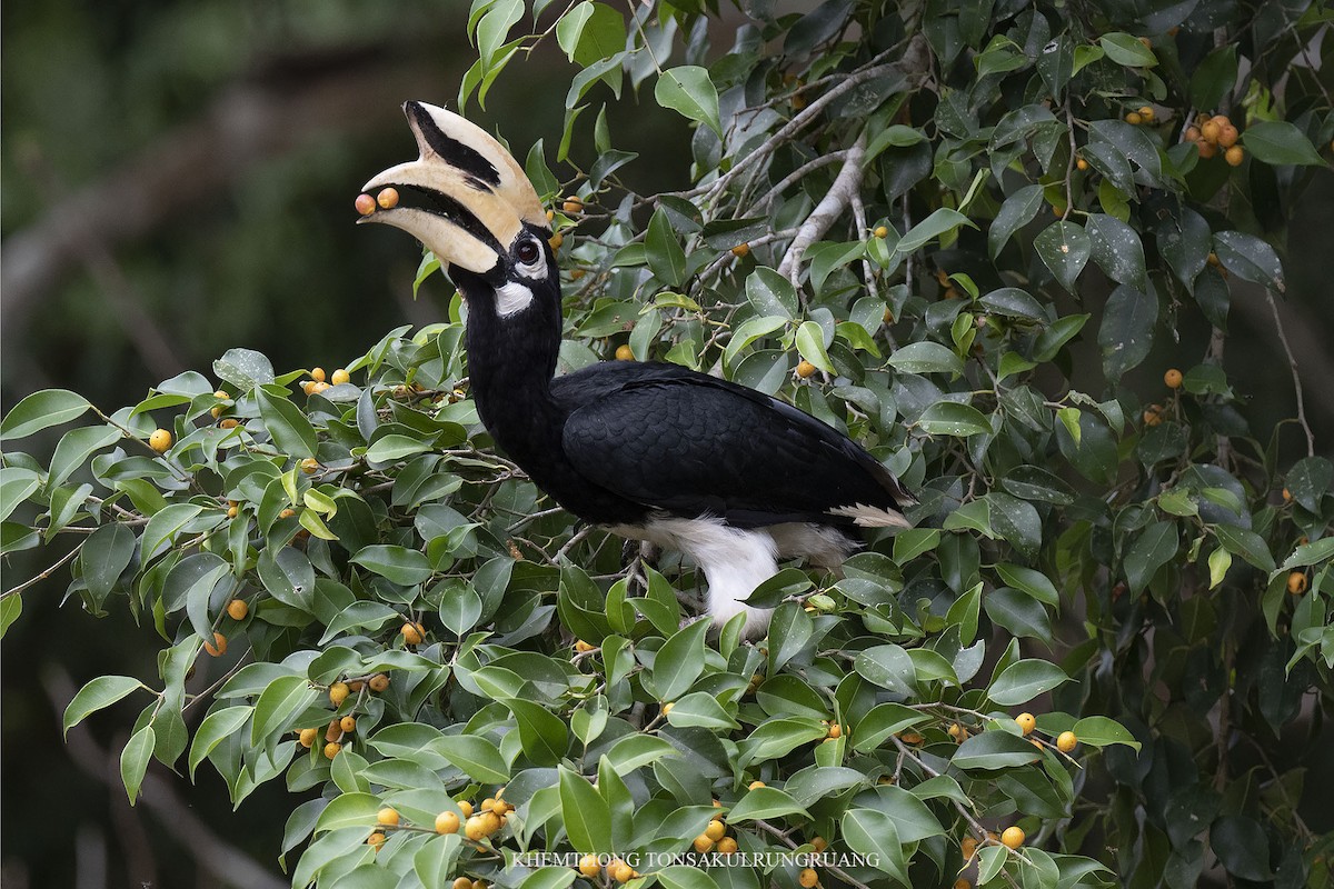 Oriental Pied-Hornbill - ML445241351