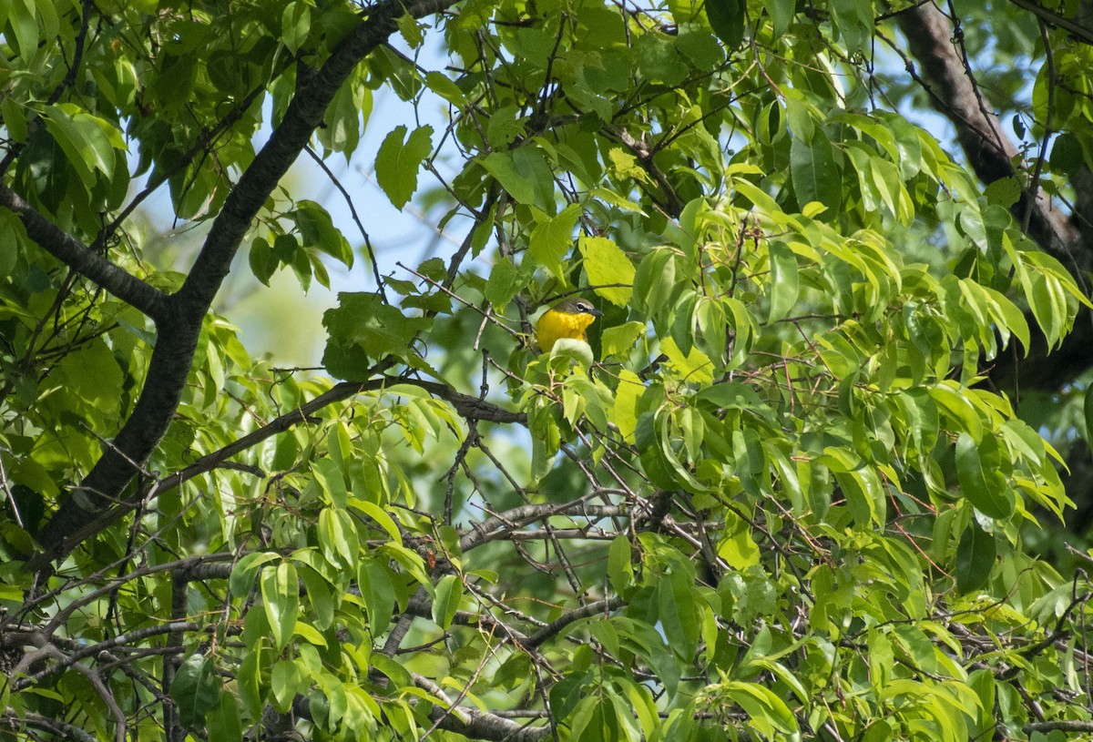 Yellow-breasted Chat - ML445242501