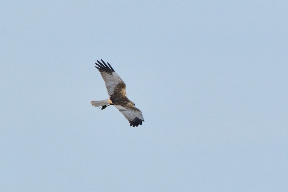 Western Marsh Harrier - ML445242671