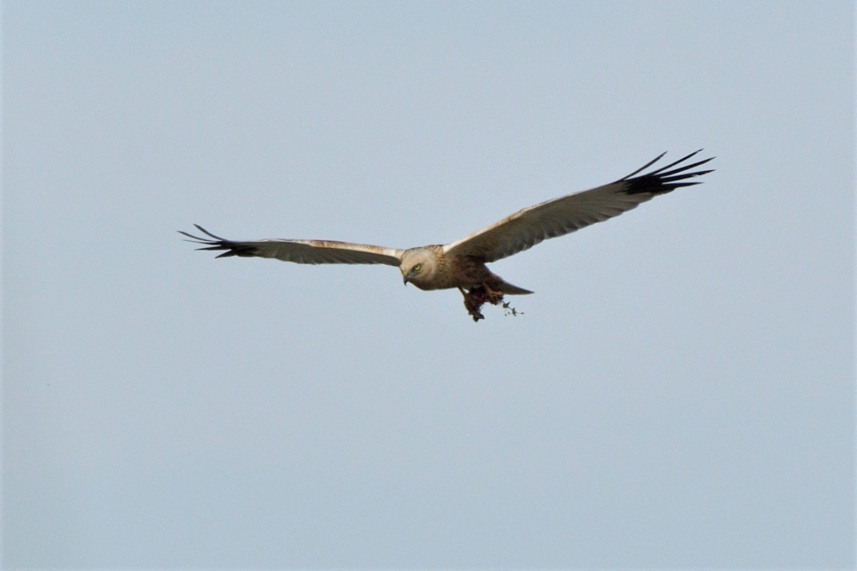 Western Marsh Harrier - ML445242701