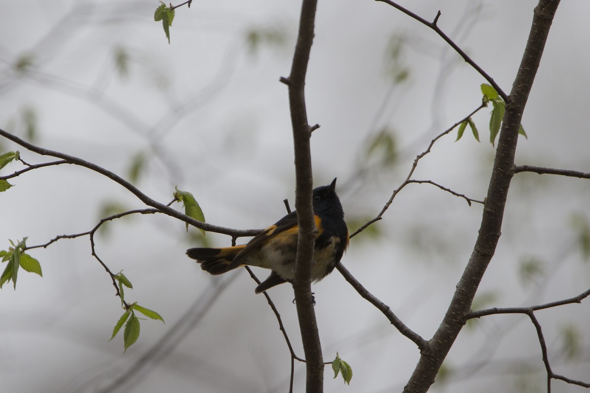 American Redstart - ML445243161